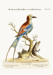 Der Schwalbenschwanz-Roller, 1749-73